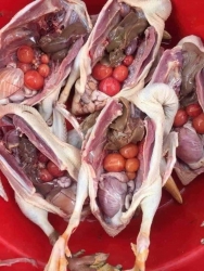 Vịt ôm trứng mien sip tại Quảng Nam