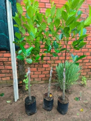 Mít ruột đỏ Indonesia lá bầu trồng hơn 1 năm cho trái tại Quảng Nam