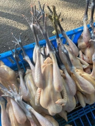 Bầy Gà Chân Đen Bộ Đội Nuôi Chuẩn, Thả Rông Chạy Bộ tại Quảng Nam