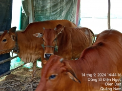 Nhờ mọi người chia sẻ thông tin, ai là chủ của 3 con bò này thì liên hệ tại Quảng Nam