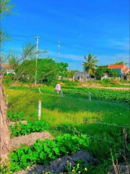 Đẹp ngất !! Ngay vườn rau sạch tại Quảng Nam