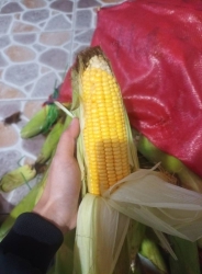 E nhân đơn cho chiêu nay tại Quảng Nam