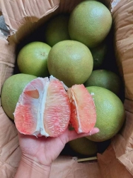 Bán Bưởi Da Xanh Ngọt Lịm tại Quảng Nam
