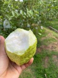 Vườn ngọt như mật ni khách mô cũng giền Vườn ni ưu tiên cho khách sành ăn ổi lục ngạn tại Quảng Nam