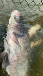 Lên đơn cá mè thiên nhiên hồ núi tại Quảng Nam