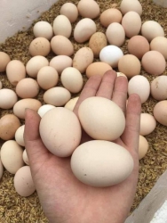 Mai em có trứng gà ta ấp dở giá chỉ 39k 20 quả freeship quanh điện bàn Trị đau đầu, tiền đình… Mọi người lên đơn mai em giao nha tại Quảng Nam