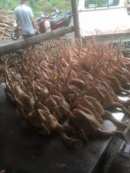 Ta LaiBao size 1kg 1.1-1.2kg 1400-1500 1.2-1.3kg 1500-1600 1.3-1.4kg 1600-2000 Cần size nào ib e tại Quảng Nam
