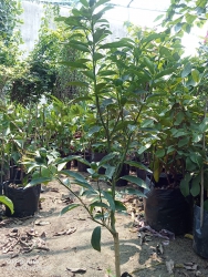 Tắt ngọt đang hoa và quả tại Quảng Nam