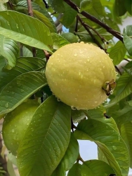 tại Quảng Nam