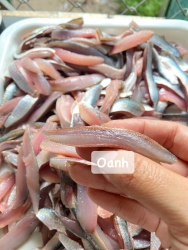 Gỏi cá trích tại Quảng Nam