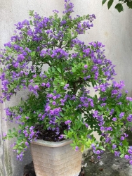 Sẳn cây Linh Sam hoa tím tại Quảng Nam