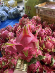 Thanh Long Đỏ Hữu Cơ tại Quảng Nam
