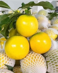 Vú sữa hoàng kim siêu ngon tại Quảng Nam