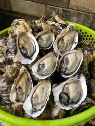 Hàu Sữa Mỗi Ngày - Sản Phẩm Ngon Nhất tại Quảng Nam