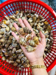 Ốc nhảy và Càng cúm tươi ngon tại Quảng Nam