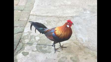 BÁN GÀ RỪNG  CỰC ĐẸP ĐỂ NUÔI CẢNH  HOẶC ĂN THỊT tại Quảng Nam