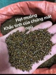Đậu muồng giúp mát gan, giải nhiệt, thanh lọc cơ thể, điều trị huyết áp cao tại Quảng Nam