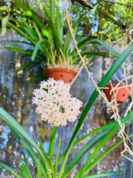 Đất đường nhựa 7,5m Phạm Khôi nối dài tại Quảng Nam