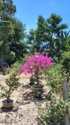 Bán đất tại Tam Phú, Quận Hồ Chí Minh tại Quảng Nam