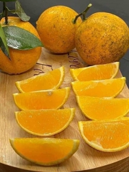 cam vinh quả to tại Quảng Nam