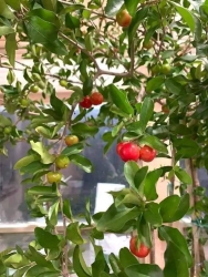 Cây Giống Sơ Ri tại Quảng Nam