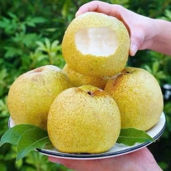 Sale khách ơi Lê Hồng giòn Lựu thái Bưởi da xanh táo đá còn 3kg móm méo sale hết Chả cá nha trang tại Quảng Nam