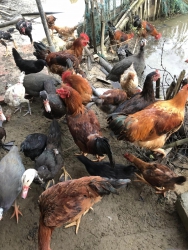 Gà nuôi già ngày nên hơi to, độ ngon khổ bàn tại Quảng Nam