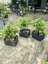 Chăm sóc cây Mai tại Điện Bàn tại Quảng Nam