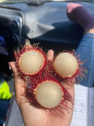 Chôm Chôm Thái tại Quảng Nam