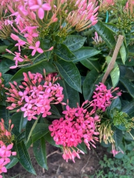 Hoa mẫu đơn Màu hồng - màu đỏ tại Quảng Nam