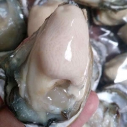 Ruột hàu sữa tươi tại Quảng Nam