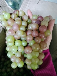 Nho Ninh Thuận Mai Em Về tại Quảng Nam