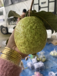  mà tại Quảng Nam