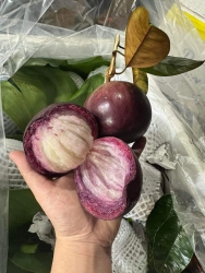 Vú sữa tím vip lò rèn là lựa chọn tốt cho trẻ nhỏ tại Quảng Nam