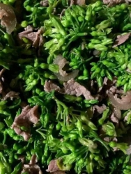 Vườn mới về lô giống hoa thiên lý đẹp lắm tại Quảng Nam