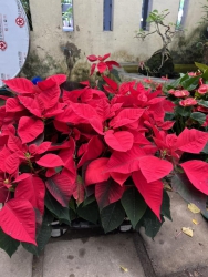 Trang nguyên đỏ đẹp Hàng sẵn tại 79 DESIGN Văn phòng / Cơ sở vườn cây xanh 79 GARDEN tại Quảng Nam