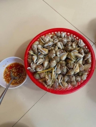 SẴN ỐC NHẢY SẴN ỐC NHA tại Quảng Nam