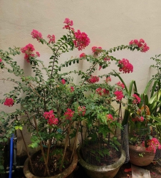 n nhanh lô đất ở xã Hòa Phong - Hòa Vang tặng nhà cấp 4 tại Quảng Nam