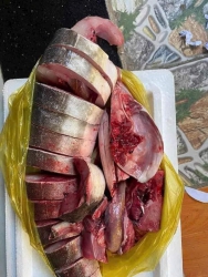 Cá Bớp Tươi Xanh tại Quảng Nam