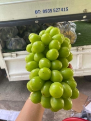 Nho rừng mà có giá 85k 1kg quá chất lượng luôn tại Quảng Nam