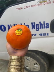 Hồng Mật Vân Sơn - Đệ Nhất Trong Các Loại Hồng tại Quảng Nam