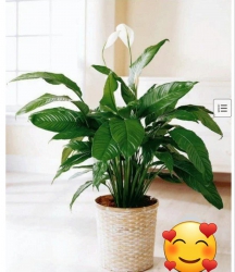 Bán nhà siêu phẩm 2 tầng lửng full nội thất tại Quảng Nam