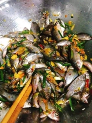 Trời nồi cá kho nghệ nhất Cá cấn sáng mai tươi nhớt cá cấn sông nhỏ ngon lắm mấy chị kho măn ăn hết tại Quảng Nam