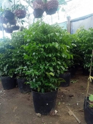 Những Cây Đẹp Để Trong Nhà Lọc Không Khí - Tạo Không Gian Xanh Mát Đẹp tại Quảng Nam