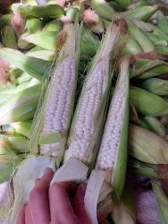 Bắp Nếp Non, Chè Sữa Luộc, Gần Ship tại Quảng Nam