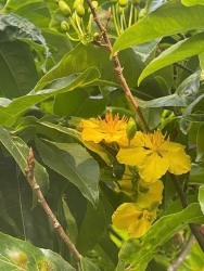 Mai Xuân đọt xanh Quảng Nam tại Quảng Nam