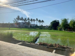 Cần bán lô view lúa cẩm thanh quá đẹp giá rẻ tại Quảng Nam