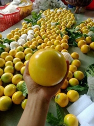 VU SUA HOANG KIM Hang vuon goi ra duoc gia re hang vuon goi ra duoc gia re tại Quảng Nam