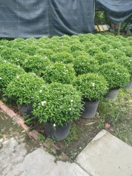 VƯỜN CÂY CẢNH 79 GARDEN tại Quảng Nam