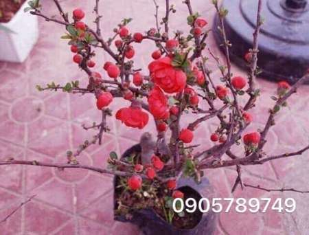 Can canh mai đỏ nhà e vừa mới chớm nụ gui nhà vuon chăm 20 al xuat kho  tại Quảng Nam